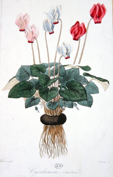 Cyclamen, engraved by Debray by A. (after) Faguet