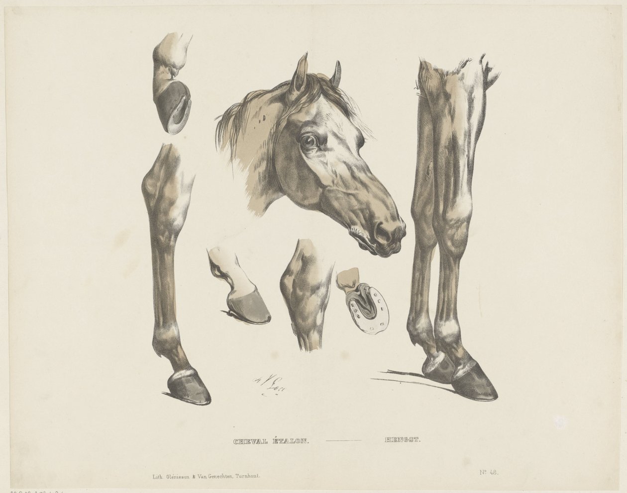 Stallion by A. van Loco
