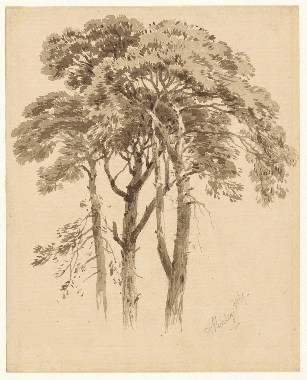 Study of Three Pines by Aaron Edwin Penley