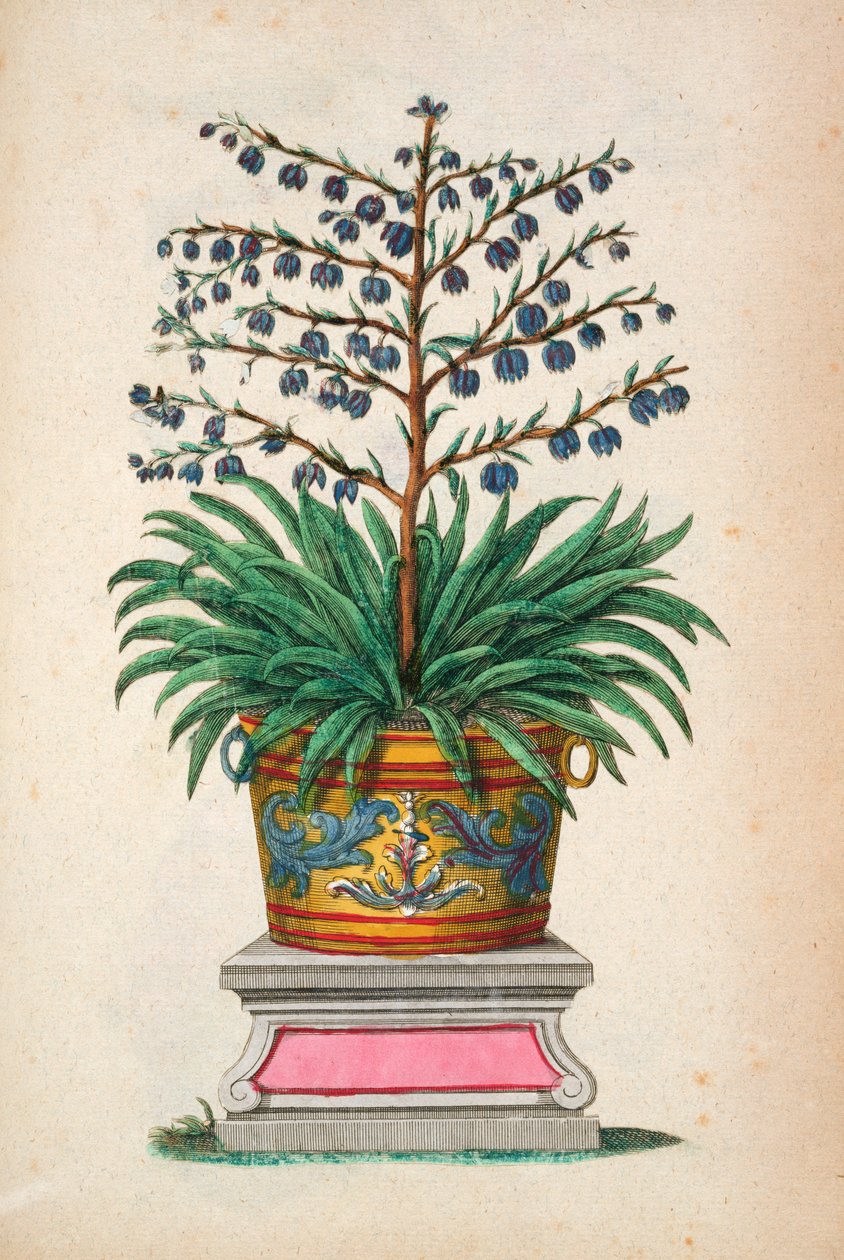 Flowering plant, from 