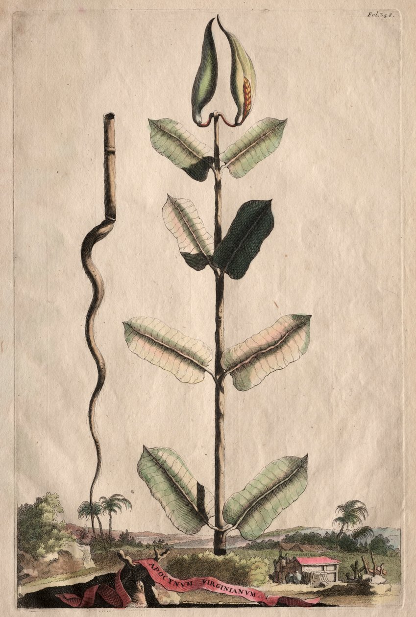 Phytographia Curiosa: Apocynum Virginianum by Abraham Munting