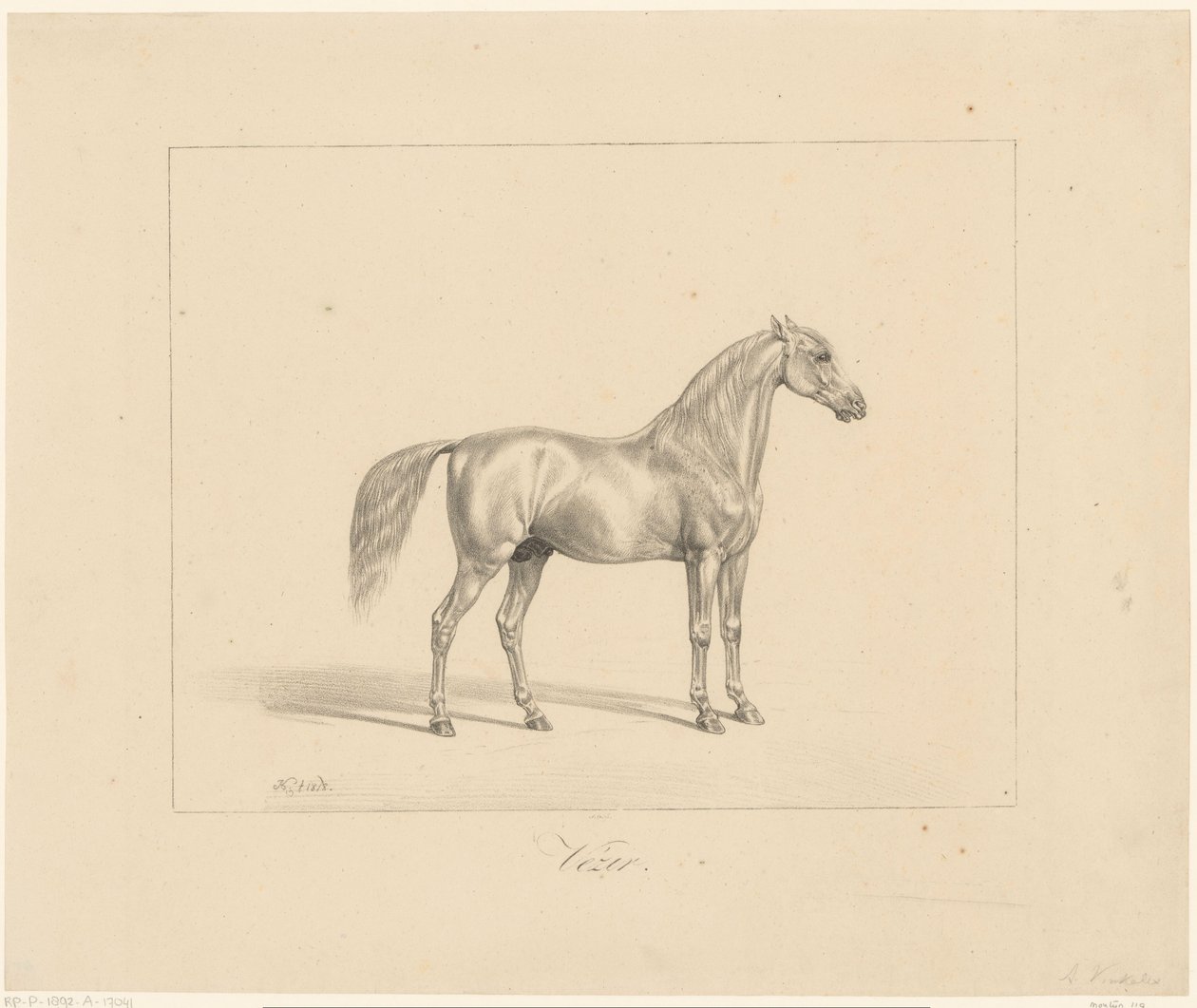 Arabian Stallion by Abraham Vinkeles