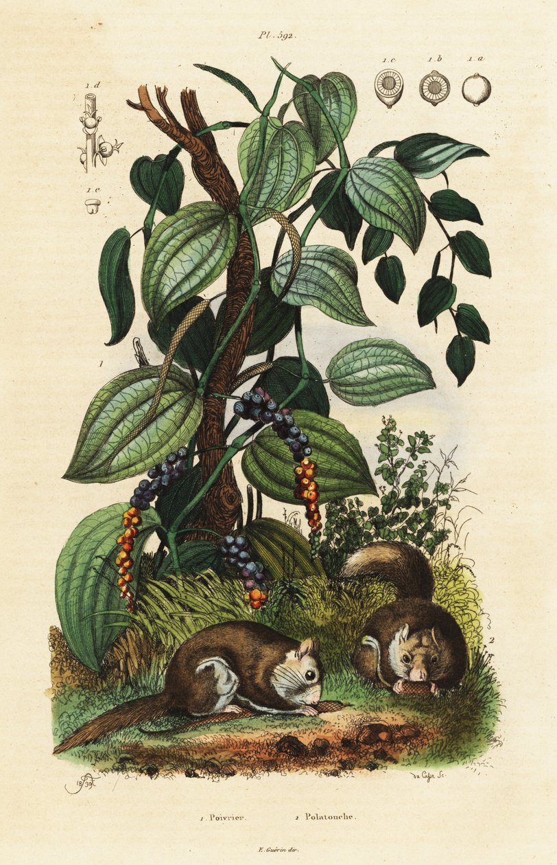 Black Pepper and Southern Flying Squirrel by Adolph (after) Fries