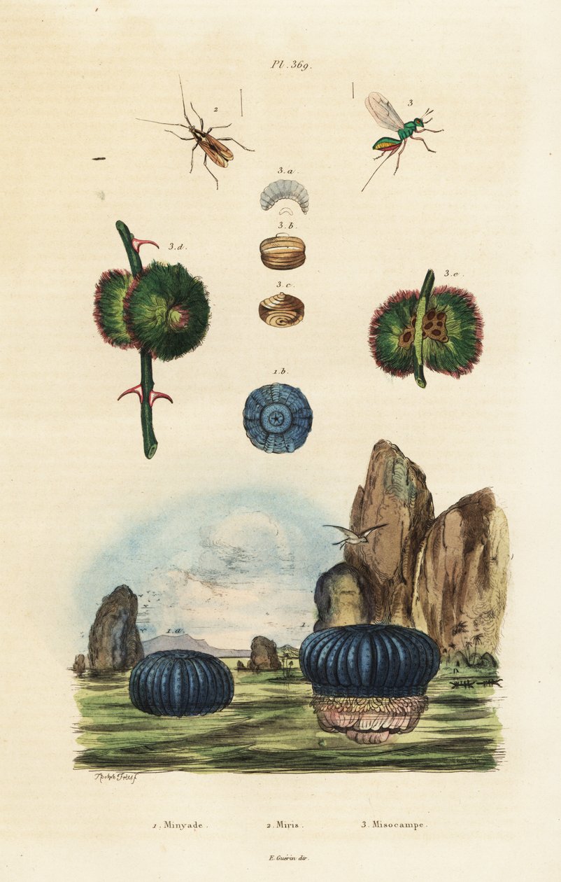 Sea anemone and insects by Adolph (after) Fries
