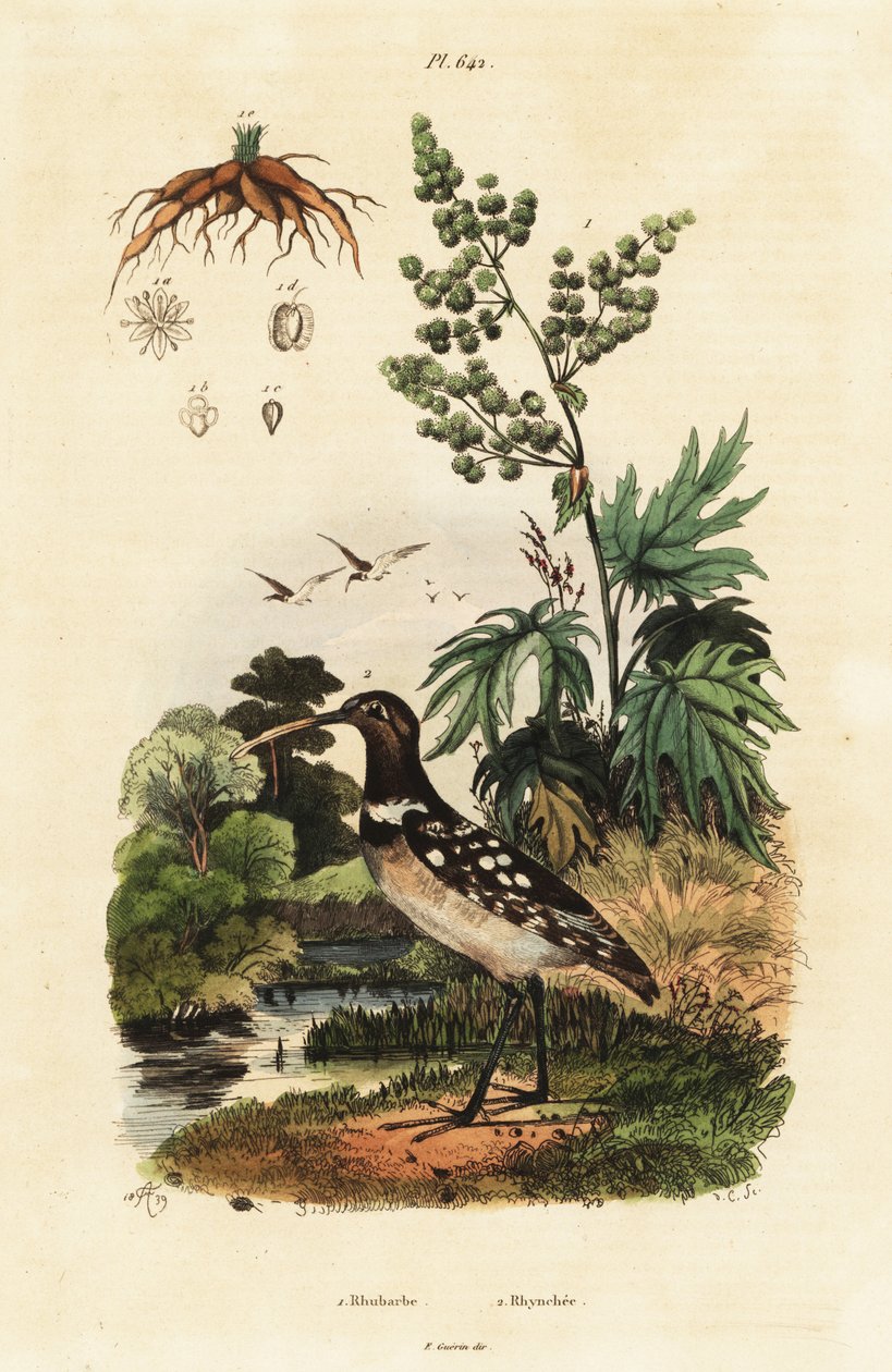 South American Painted-Snipe and Chinese Rhubarb by Adolph (after) Fries