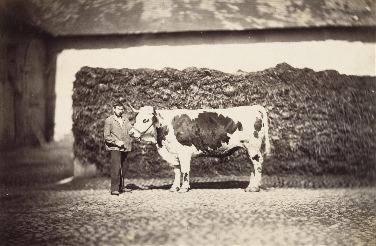 Prize Bull by Adolphe Braun