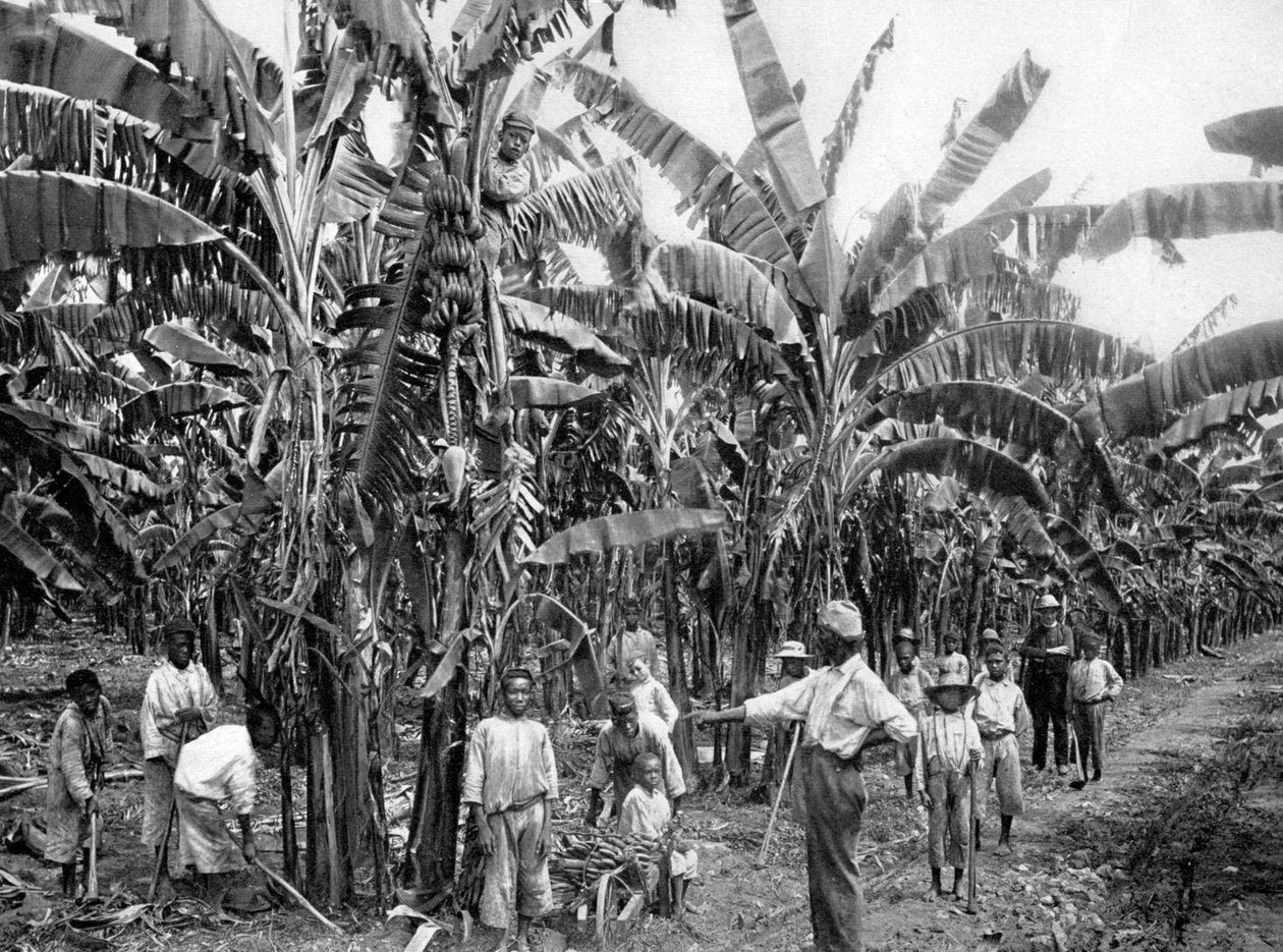 Banana plantation, Jamaica, c1905 by Adolphe Duperly and Son