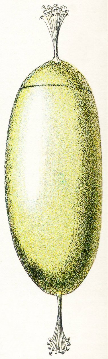Egg of a Lamprey, 1923 by Adolphe Philippe Millot