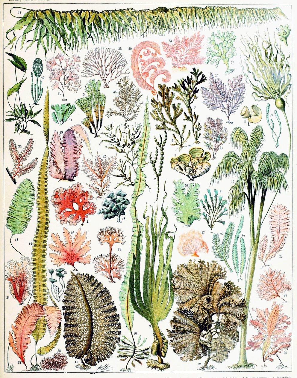 Illustration of Algae and Seaweed c.1923 by Adolphe Philippe Millot