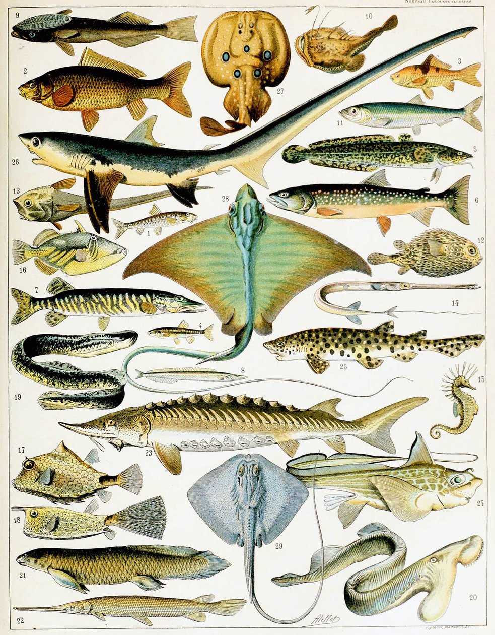 Illustration of Fish by Adolphe Philippe Millot