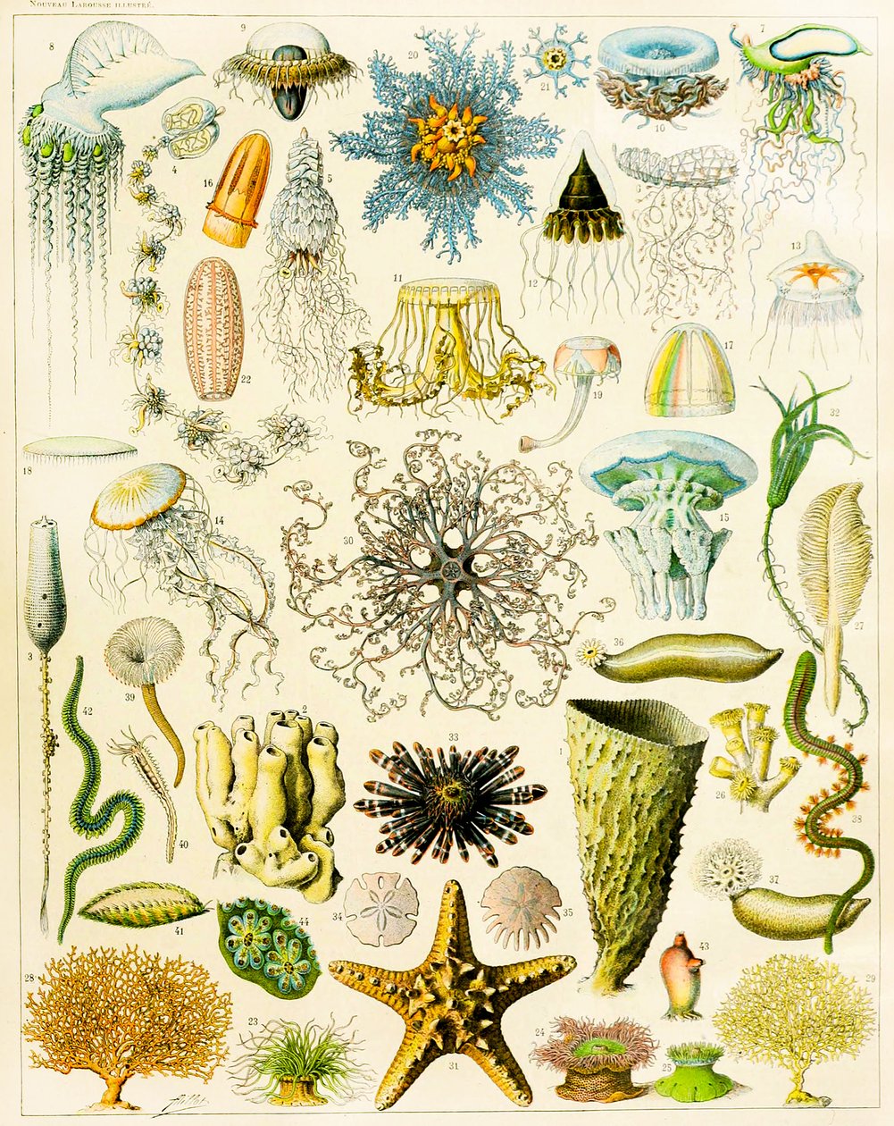 Illustration of Marine Organisms c.1923 by Adolphe Philippe Millot