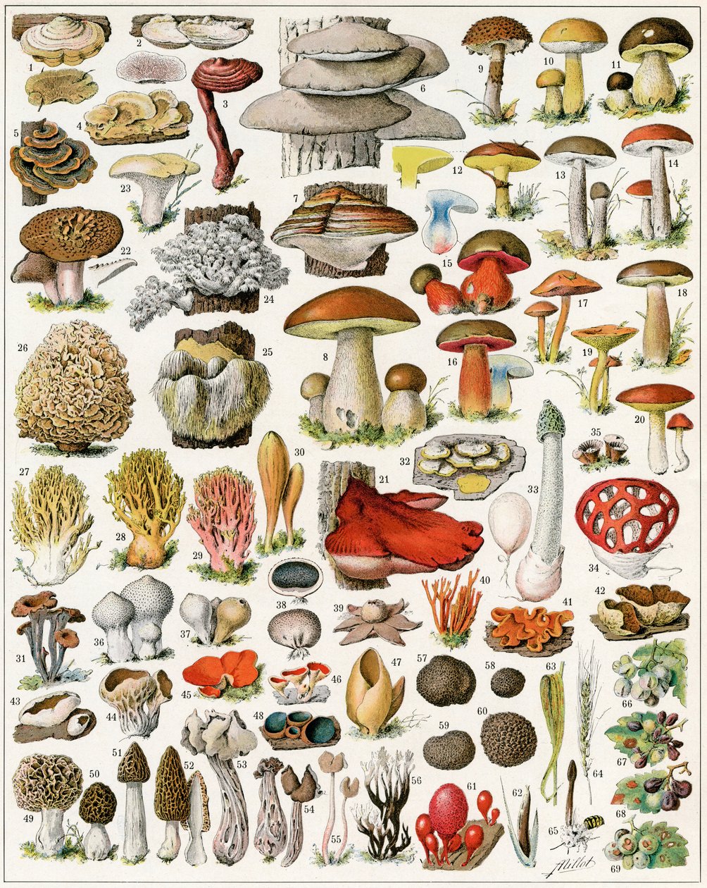 Illustration of Mushrooms c.1923 by Adolphe Philippe Millot