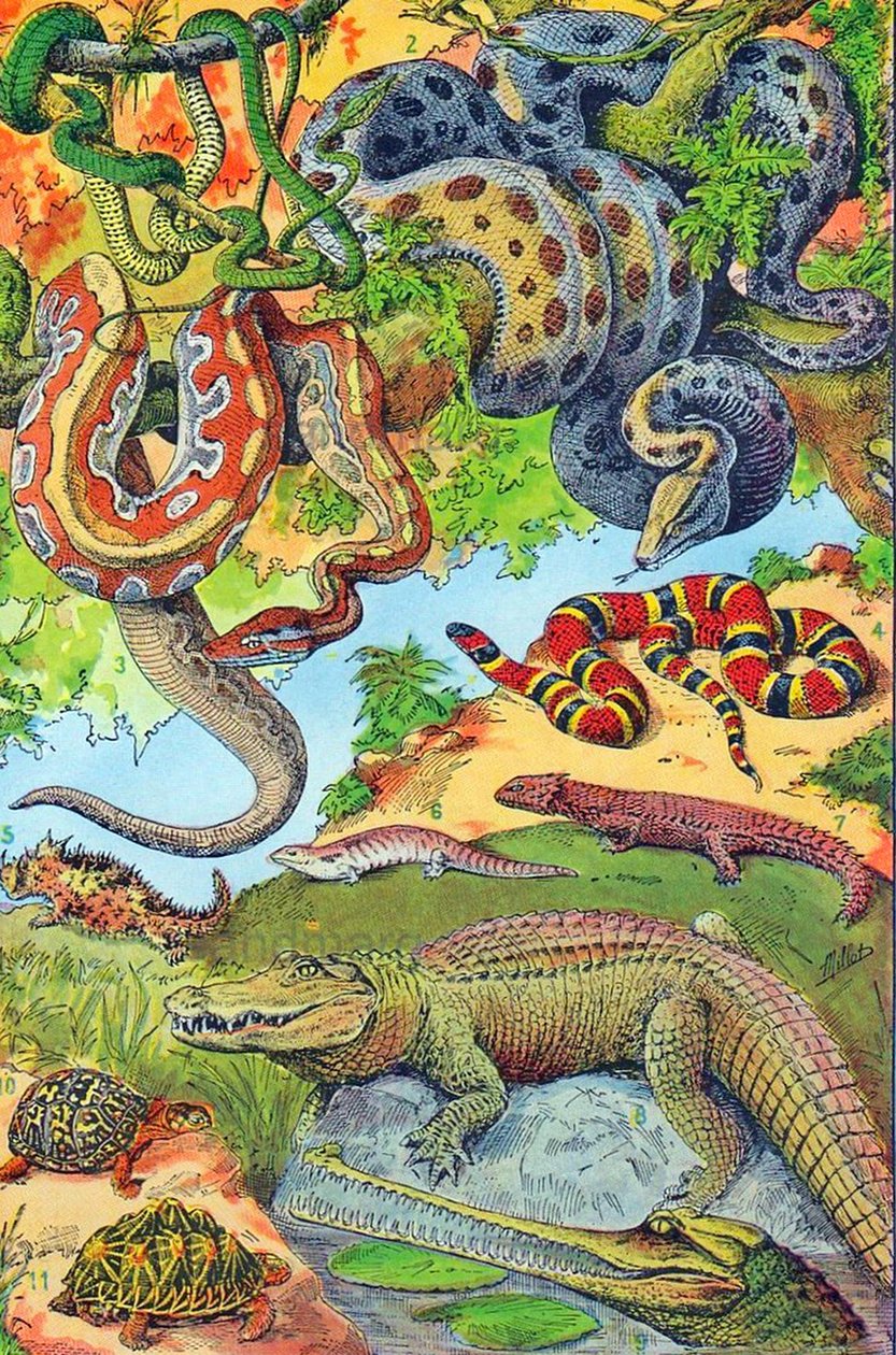 Illustration of Reptiles c.1923 by Adolphe Philippe Millot