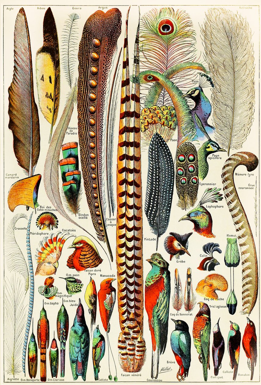 Illustration of Feathers and Birds c.1923 by Adolphe Philippe Millot