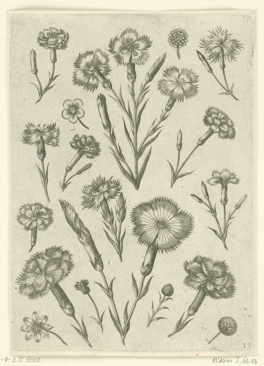 Various Carnations by Adriaen Collaert