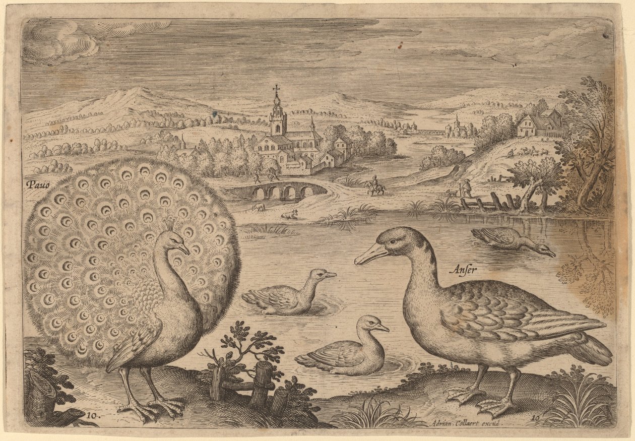 Peacock and Goose by Adriaen Collaert