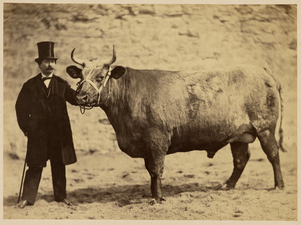 Durham Charolais Ox by Adrien Alban Tournachon