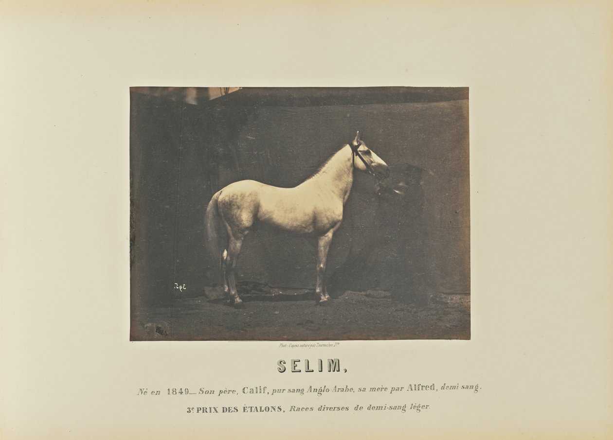 Selim by Adrien Alban Tournachon