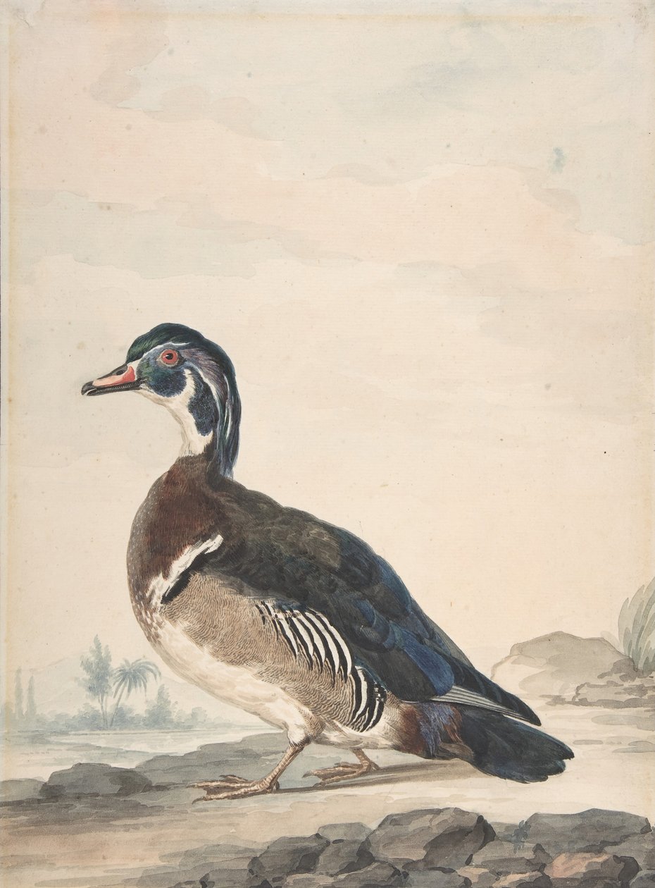 A Duck by Aert Schouman