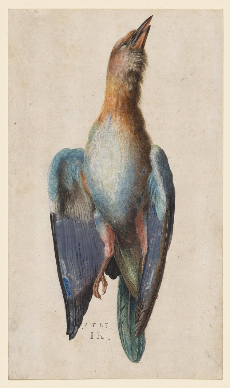 Dead Blue Roller by After Albrecht Dürer