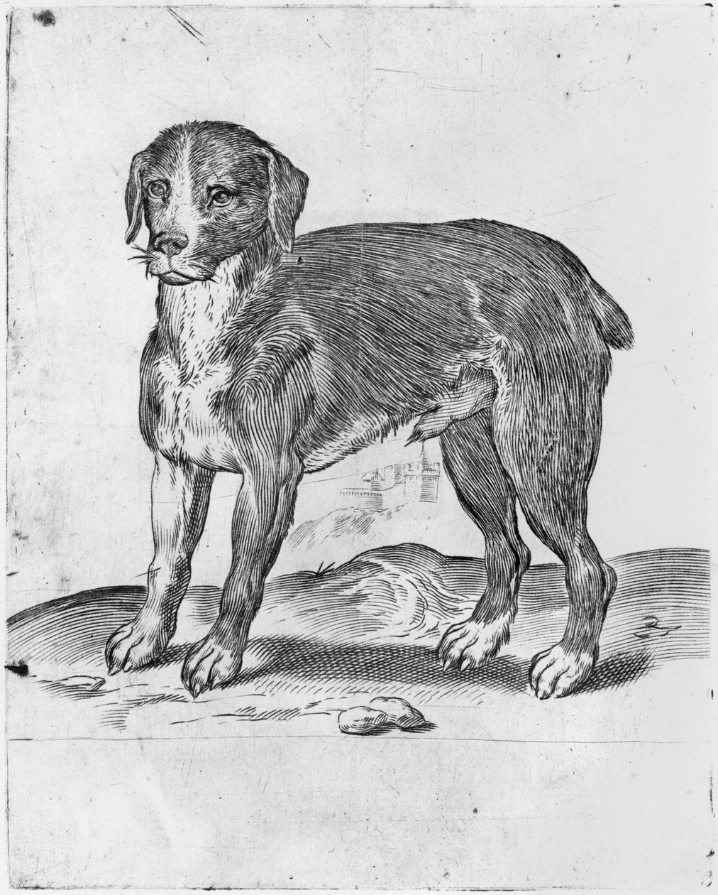 Dog by Agostino Carracci