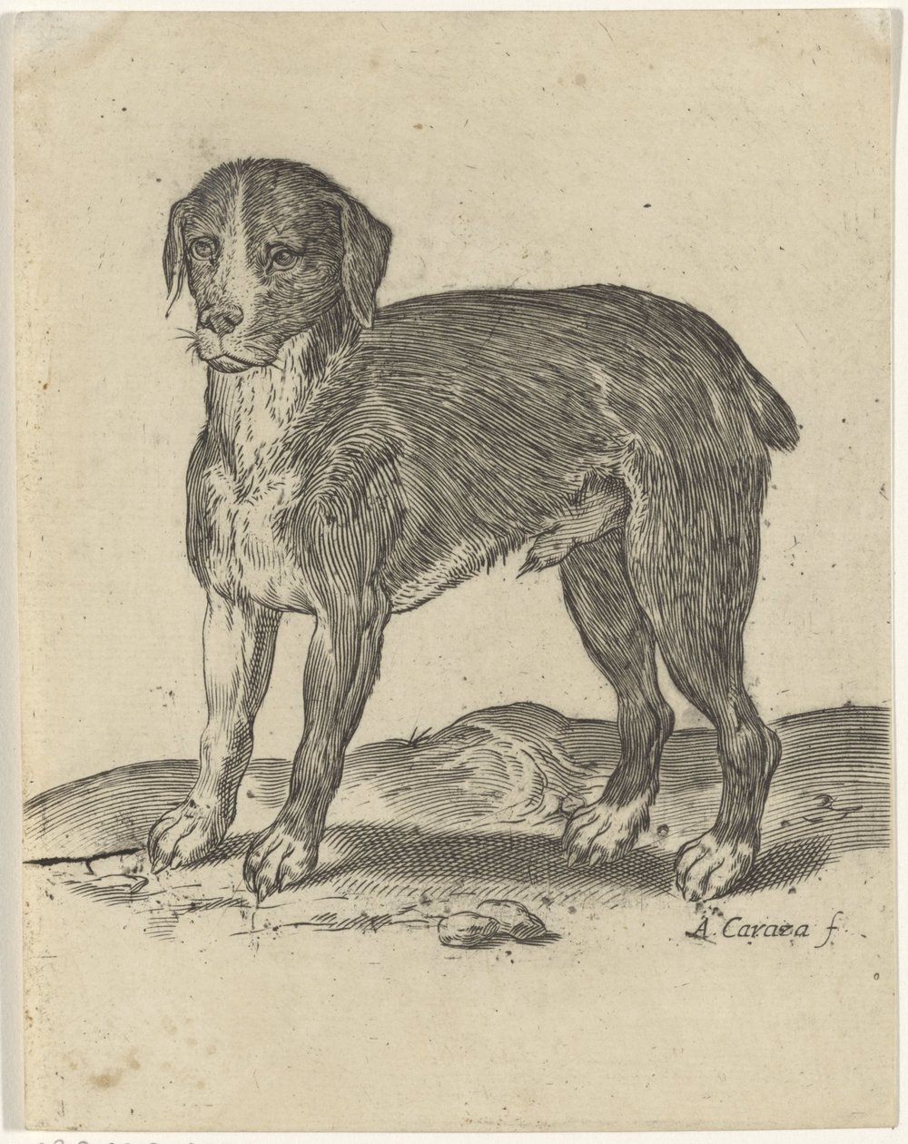Standing Dog by Agostino Carracci