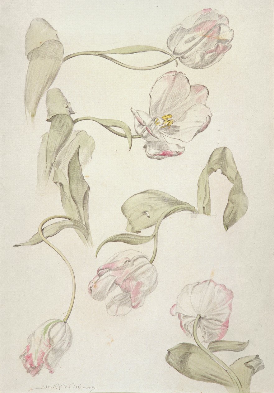 Tulips by Albert Williams