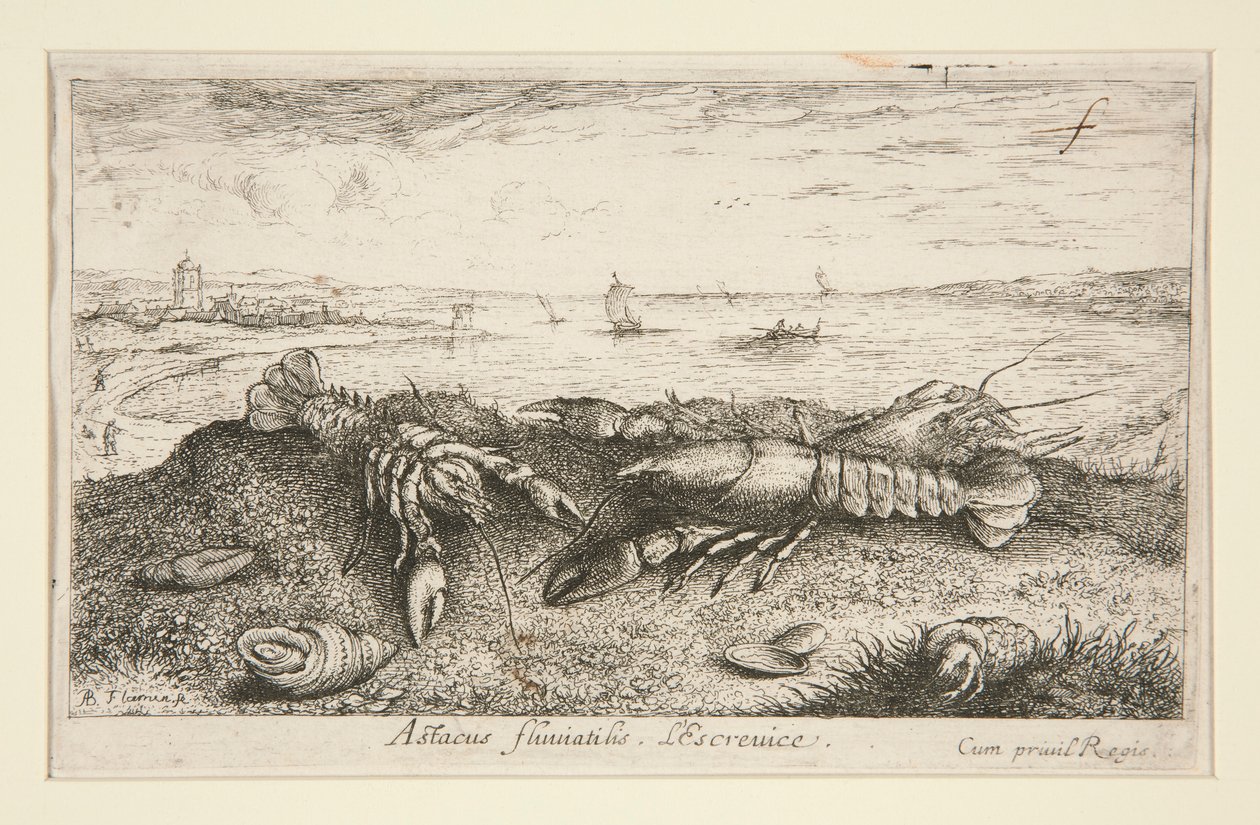 Astacus fluviatilis by Albert Flamen