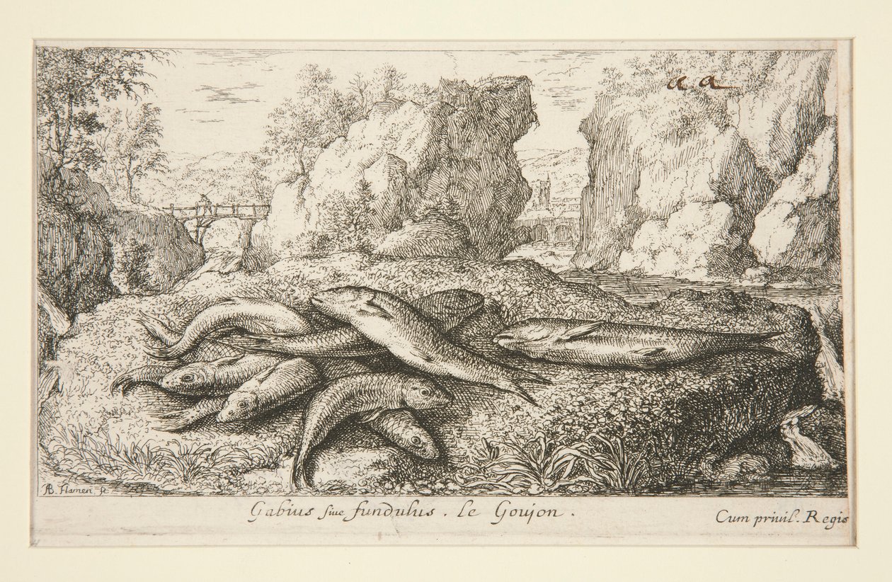 Gabius or Fundulus. The Gudgeon by Albert Flamen