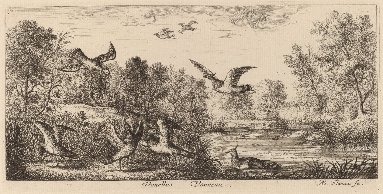 Vanellus, The Lapwing by Albert Flamen