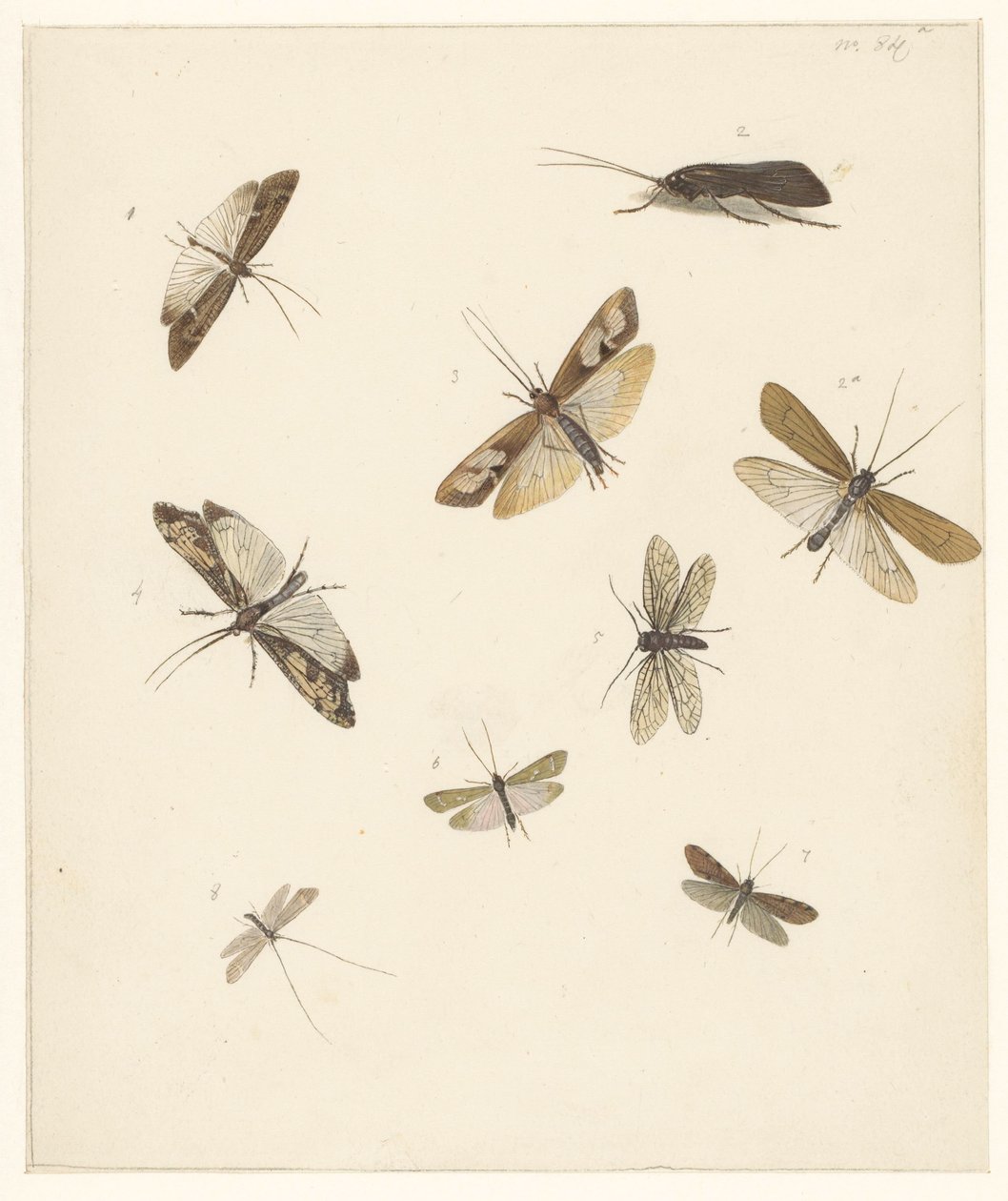 Study sheet with eight moths by Albertus Steenbergen