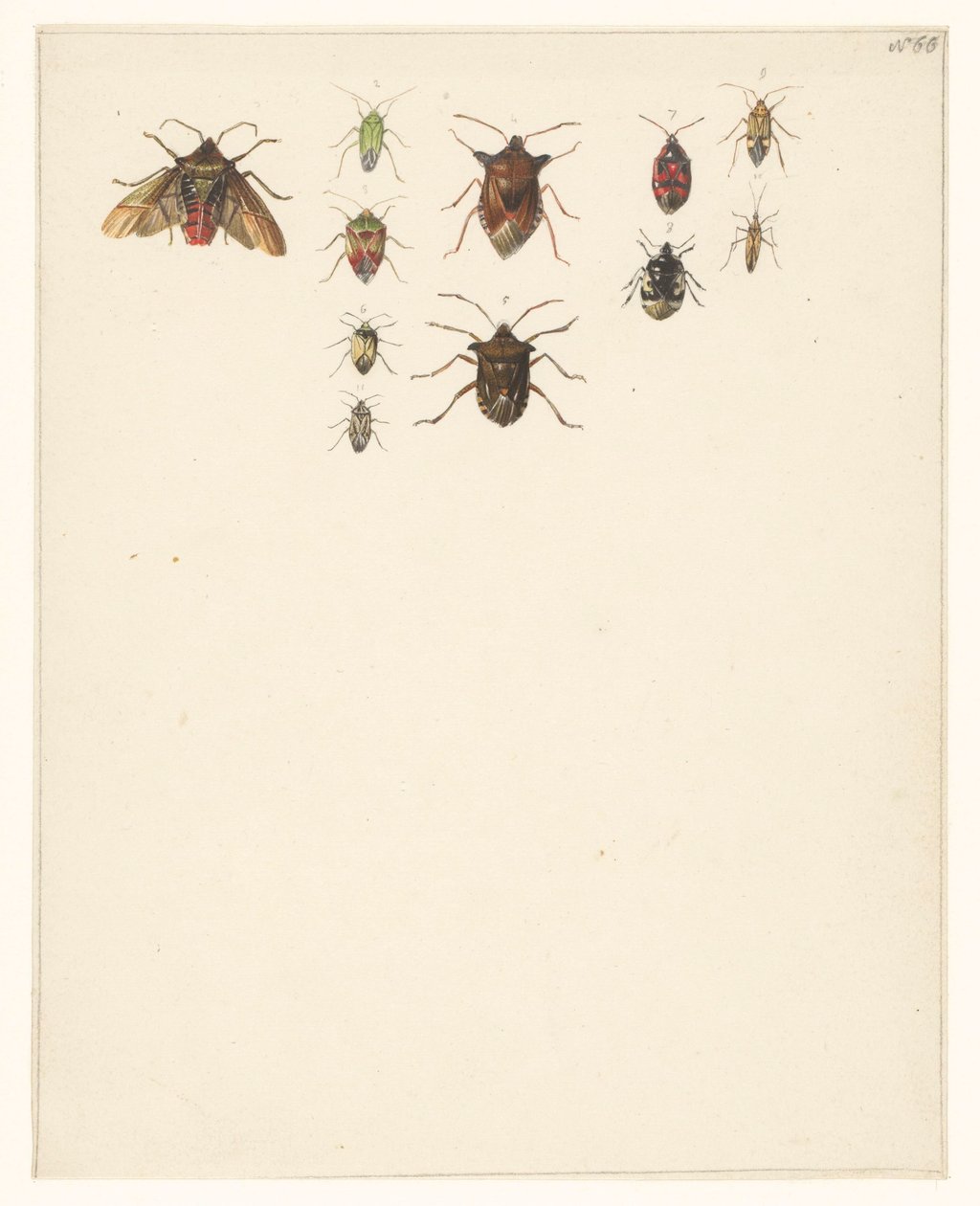 Study Sheet with Eleven Different Beetles by Albertus Steenbergen