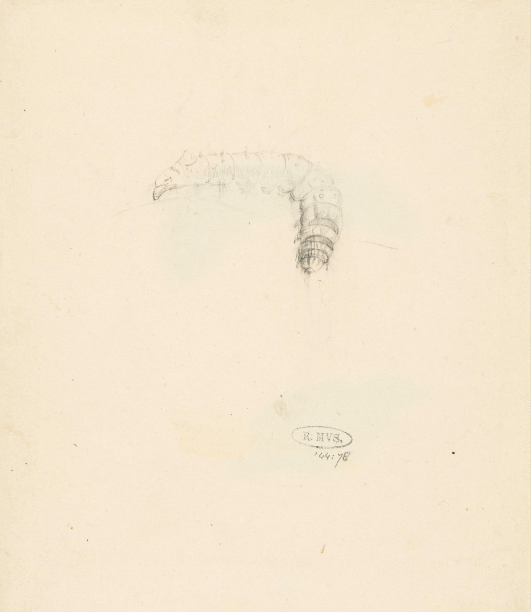 Study Sheet with Caterpillar, Lasiocampa Quireifolia by Albertus Steenbergen