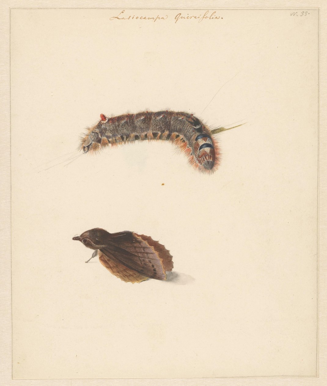Study Sheet with Caterpillar and Moths, Lasiocampa Quireifolia by Albertus Steenbergen