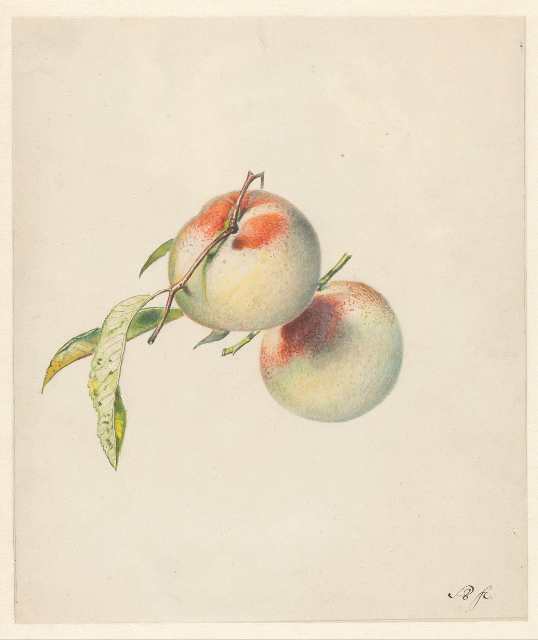 Two Peaches on Their Stems by Albertus Steenbergen
