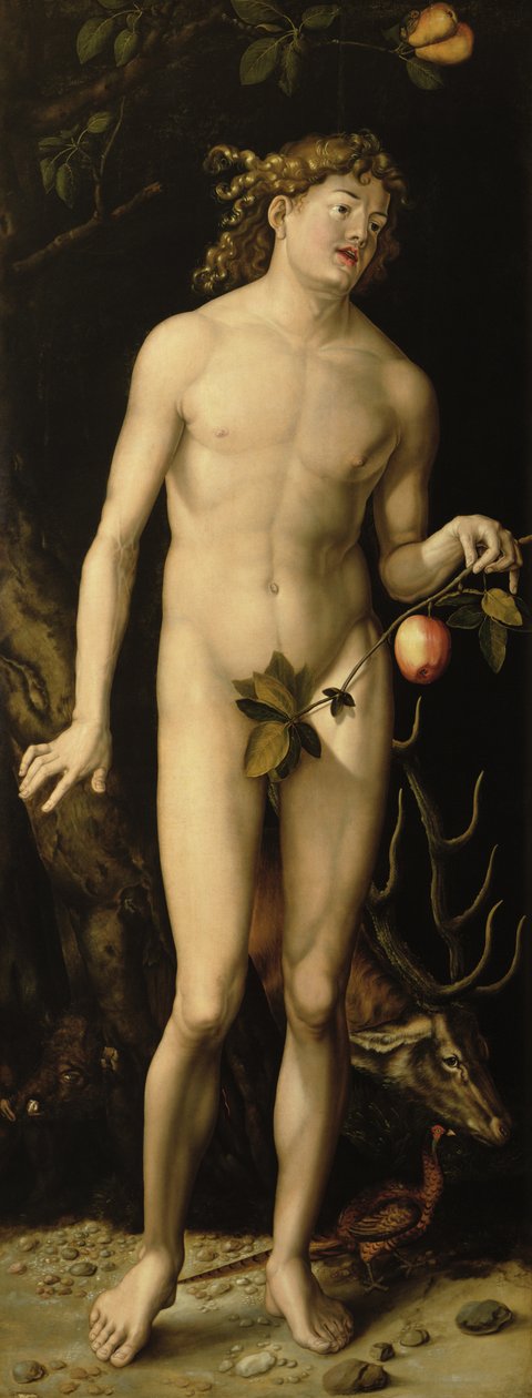 Adam by Albrecht Dürer