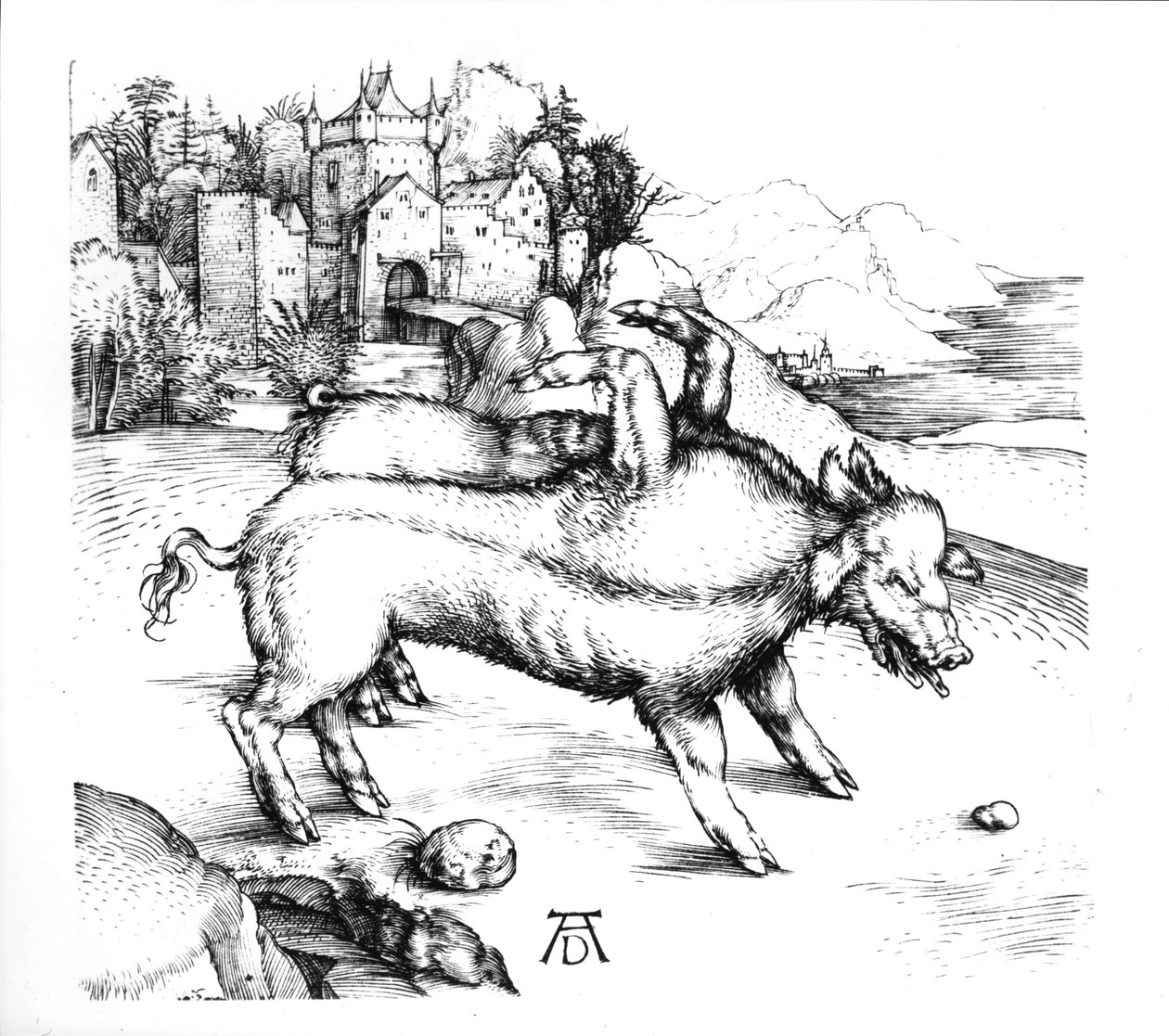 Monstrous Pig by Albrecht Dürer