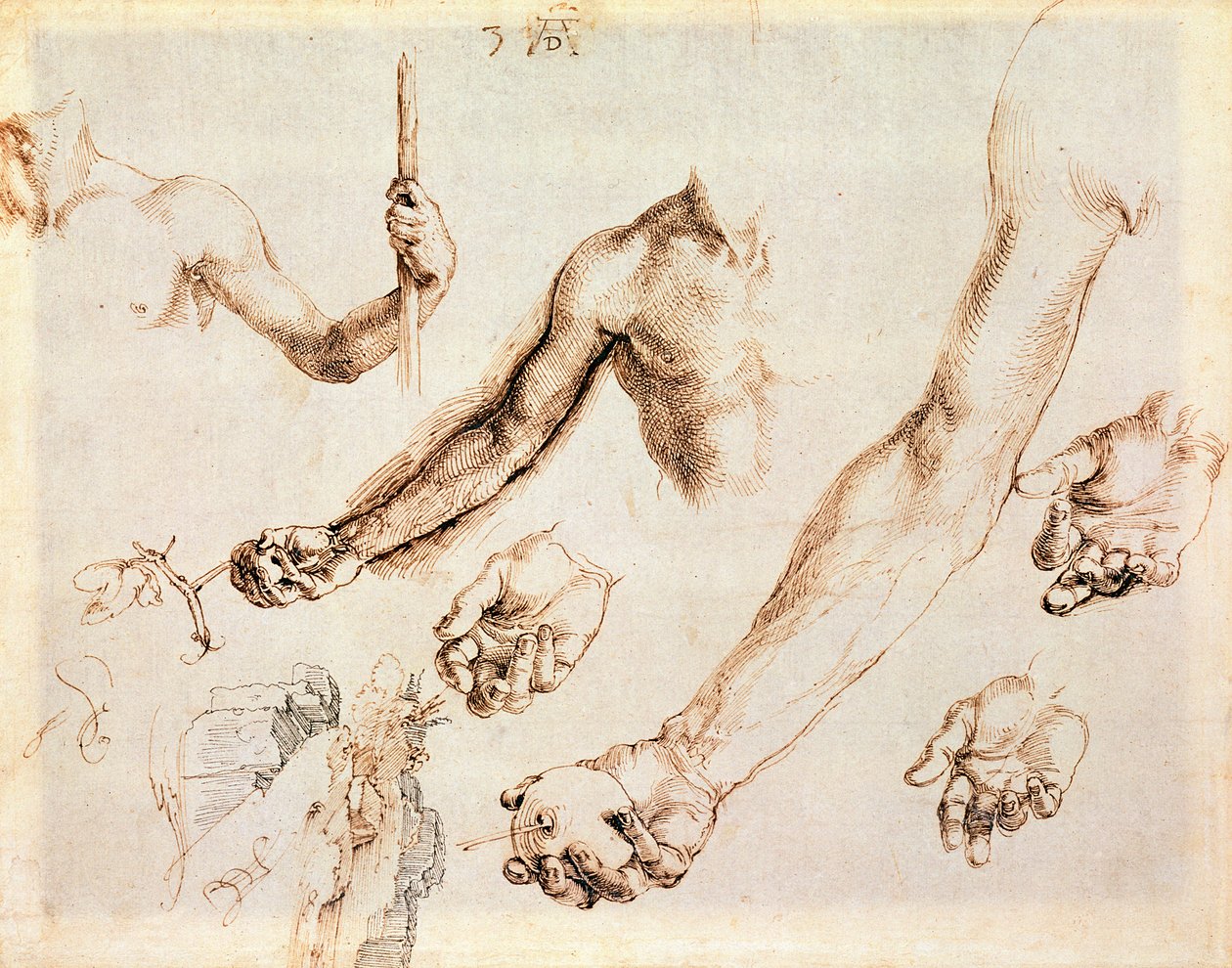 Study of Male Hands and Arms by Albrecht Dürer
