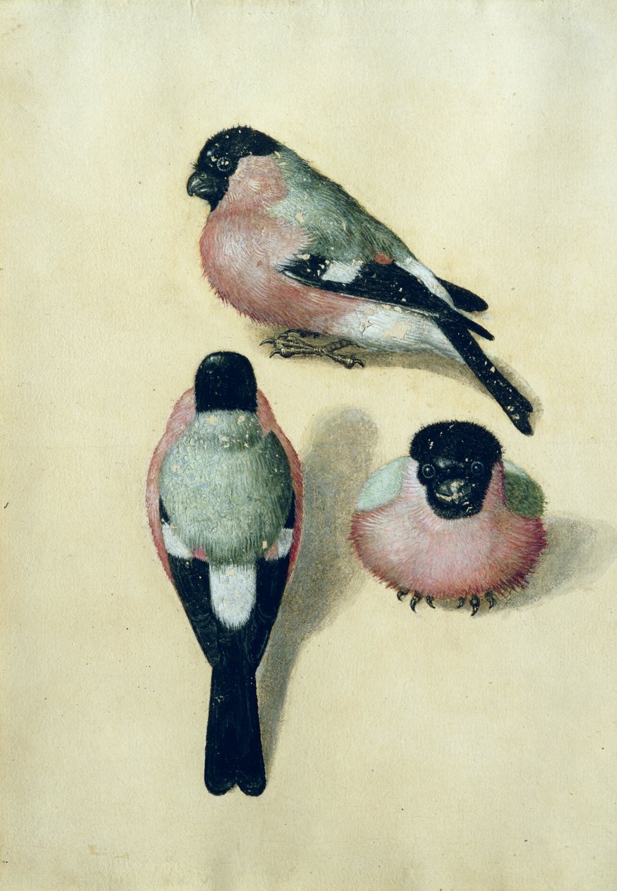 Three Studies of a Bullfinch by Albrecht Dürer