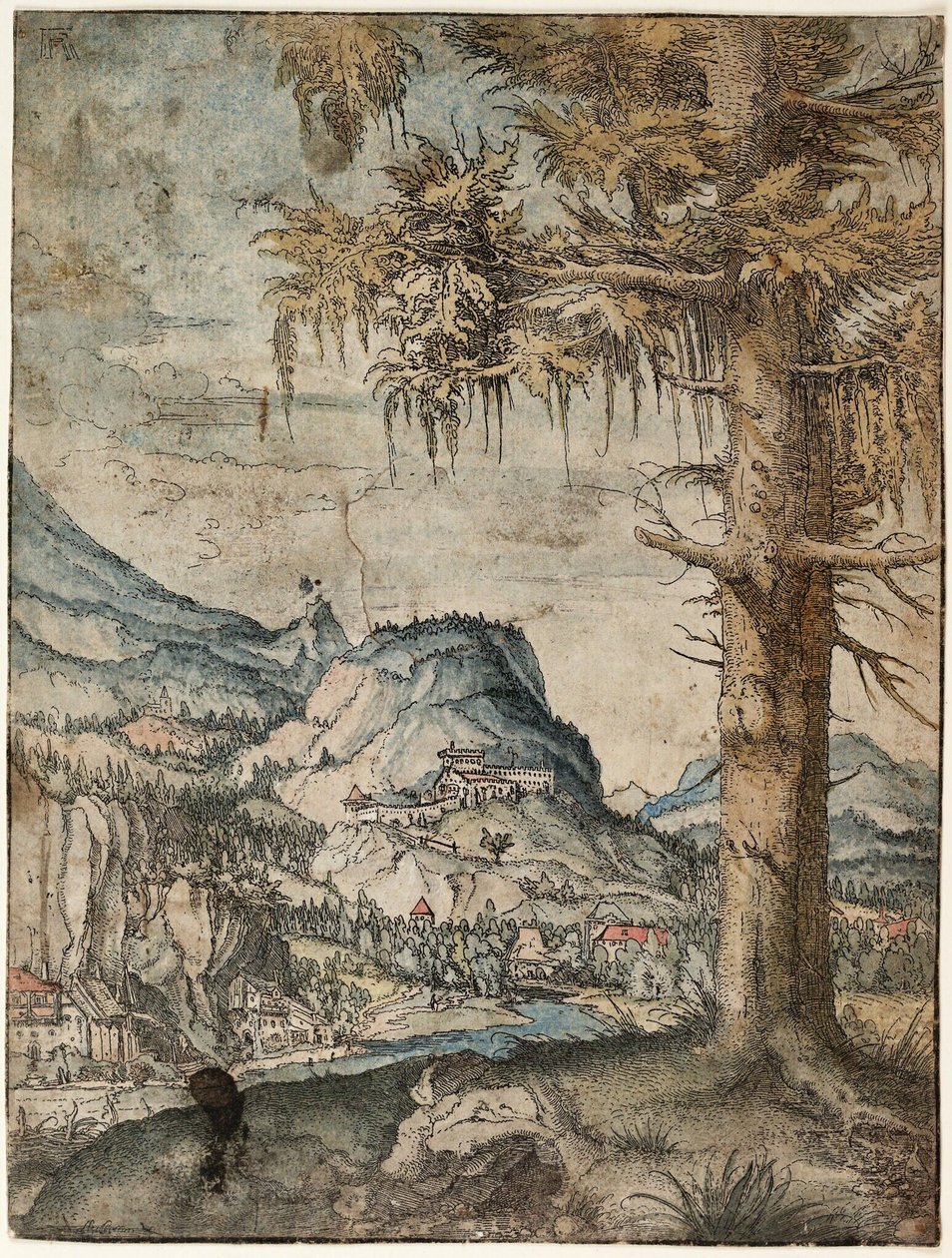 Large Spruce by Albrecht Altdorfer