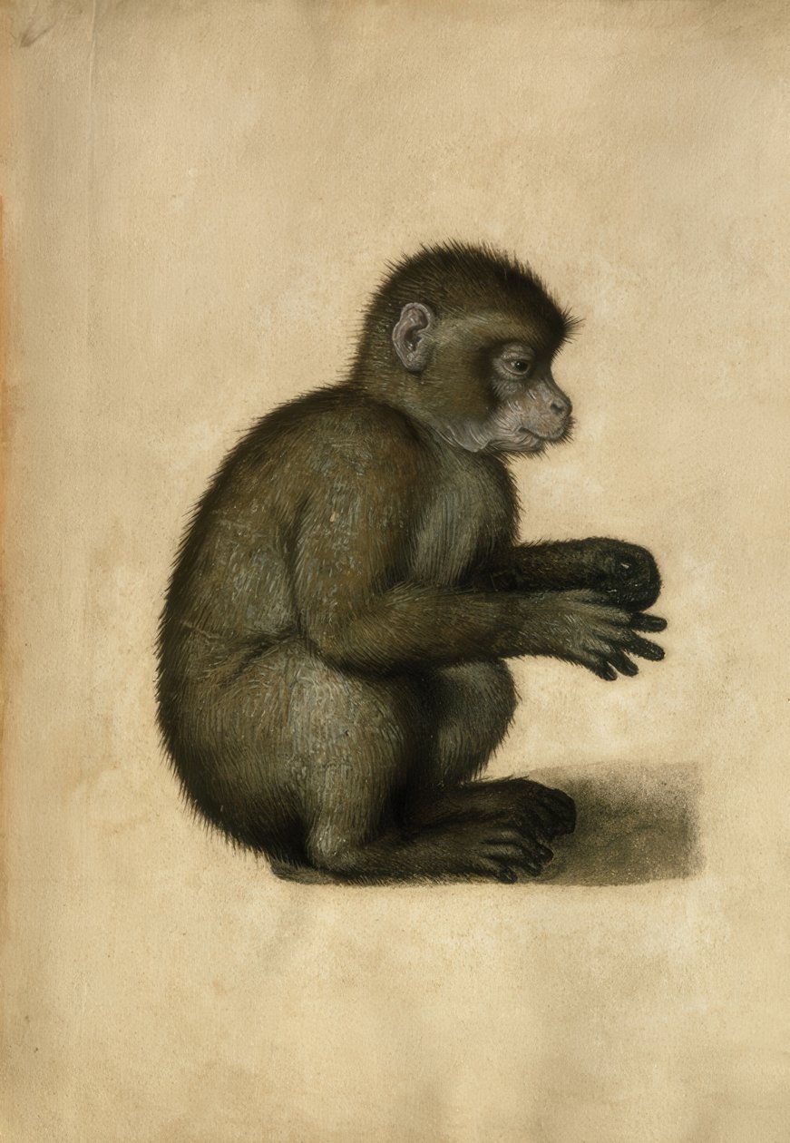 Monkey by Albrecht Dürer