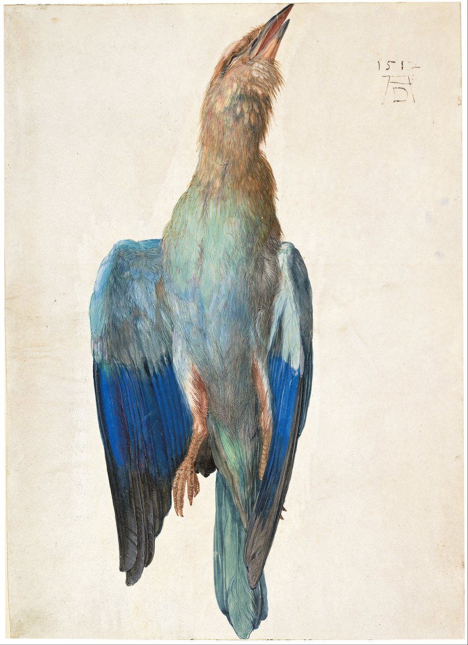 Dead Bluebird by Albrecht Dürer