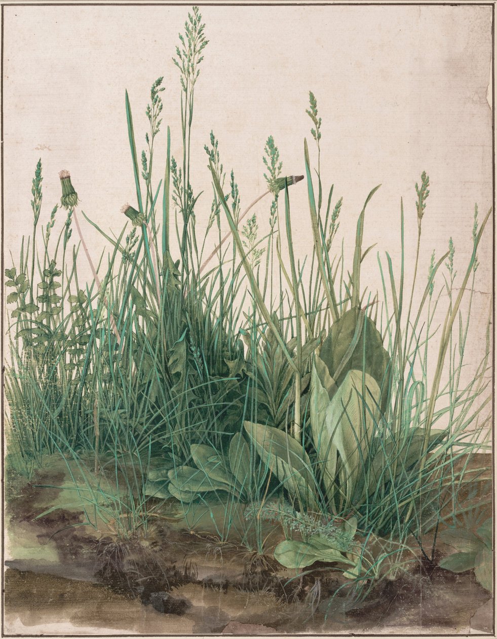 The Great Piece of Turf by Albrecht Dürer