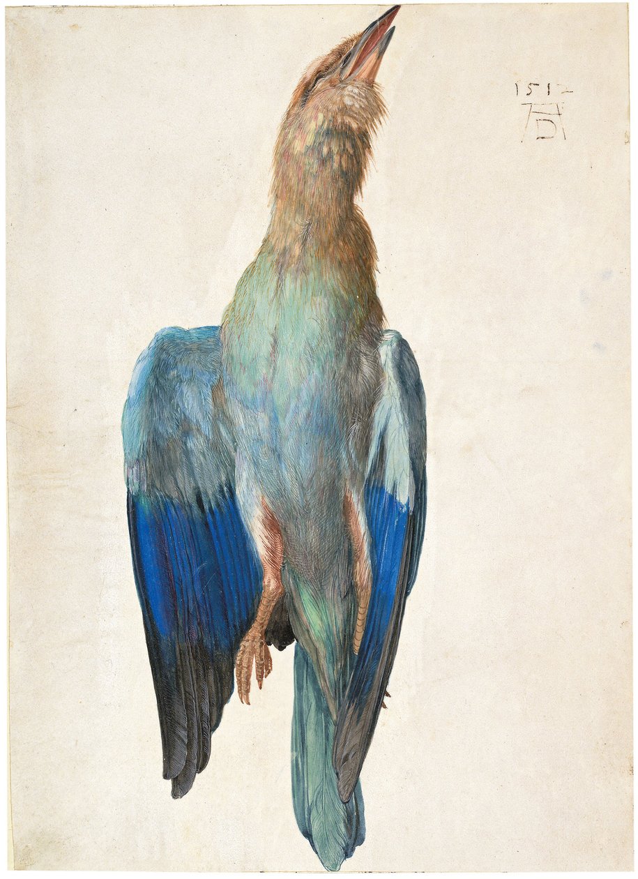 Dead Blue Roller, 1500 or 1512 by Albrecht Dürer