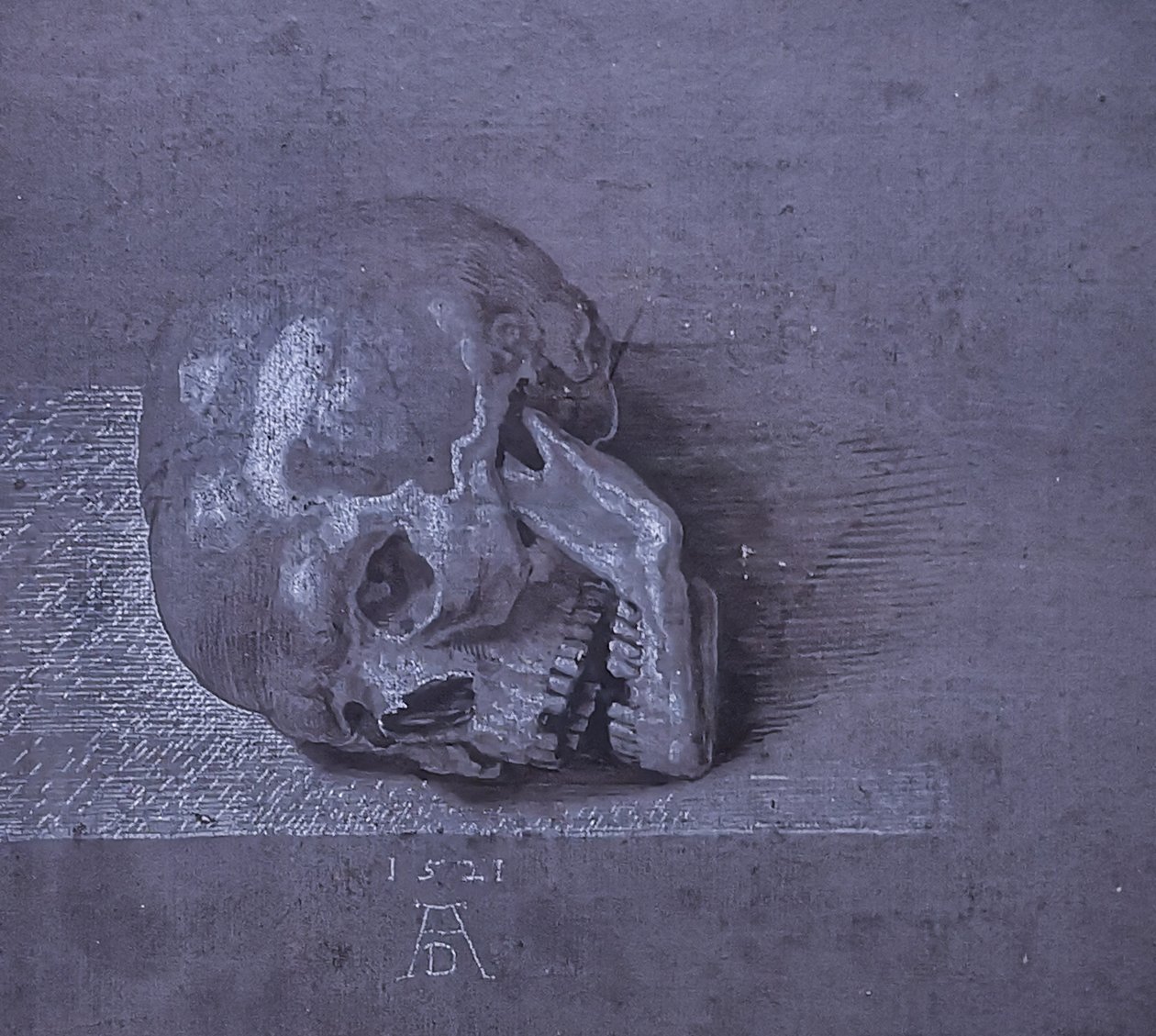 Skull by Albrecht Dürer