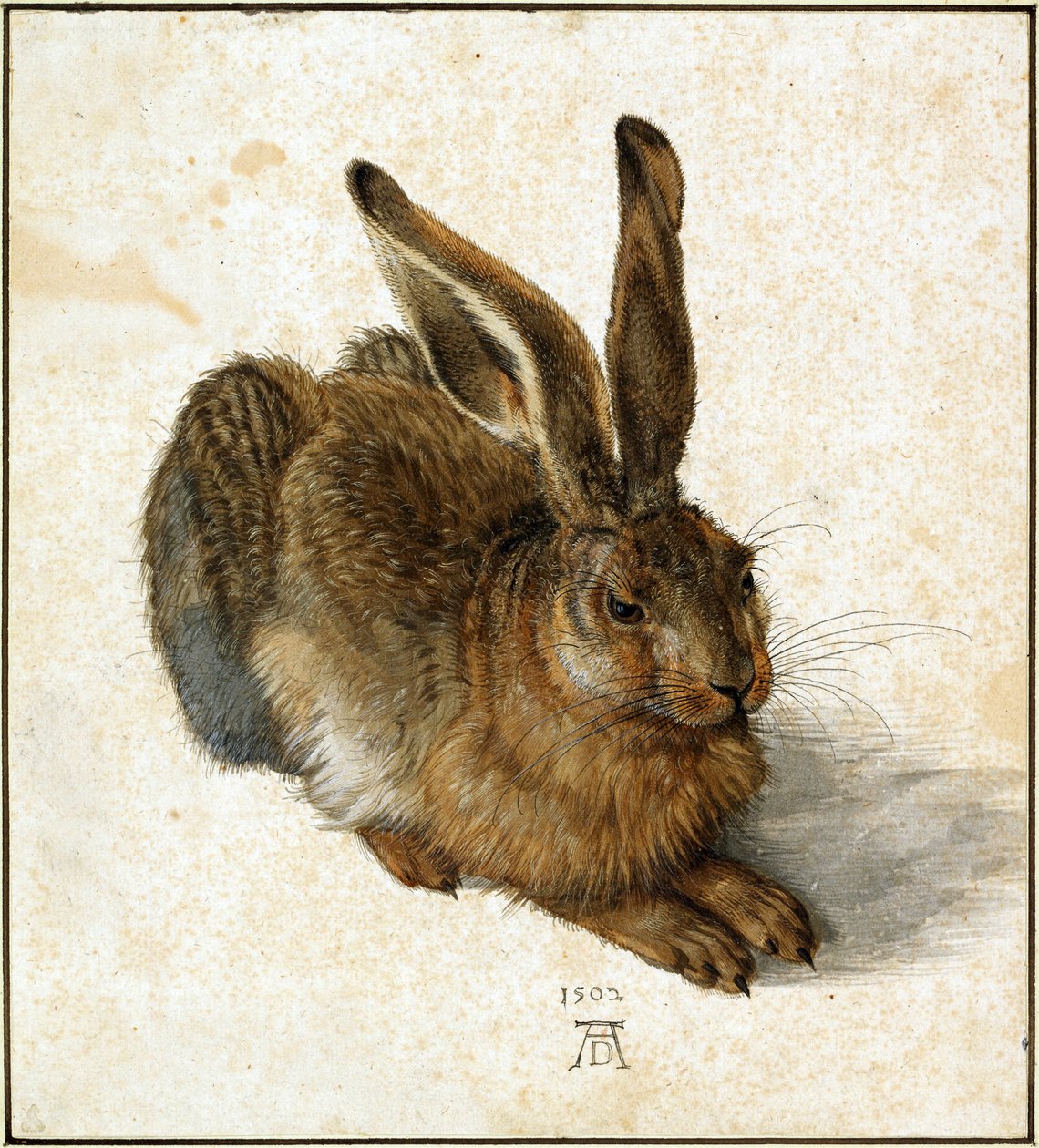 Hare (retouched) by Albrecht Dürer