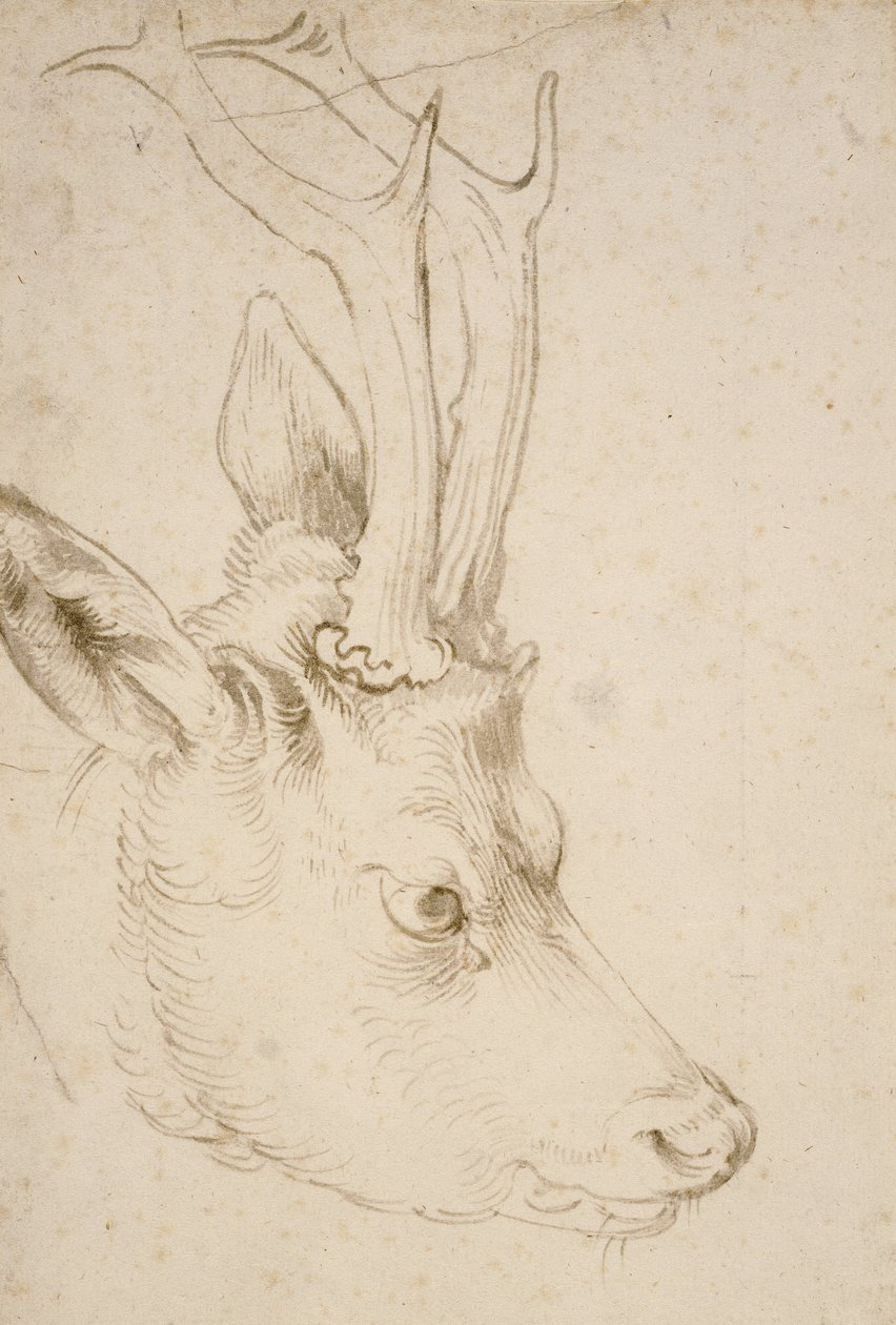 Head of a Roebuck, 1503 by Albrecht Dürer