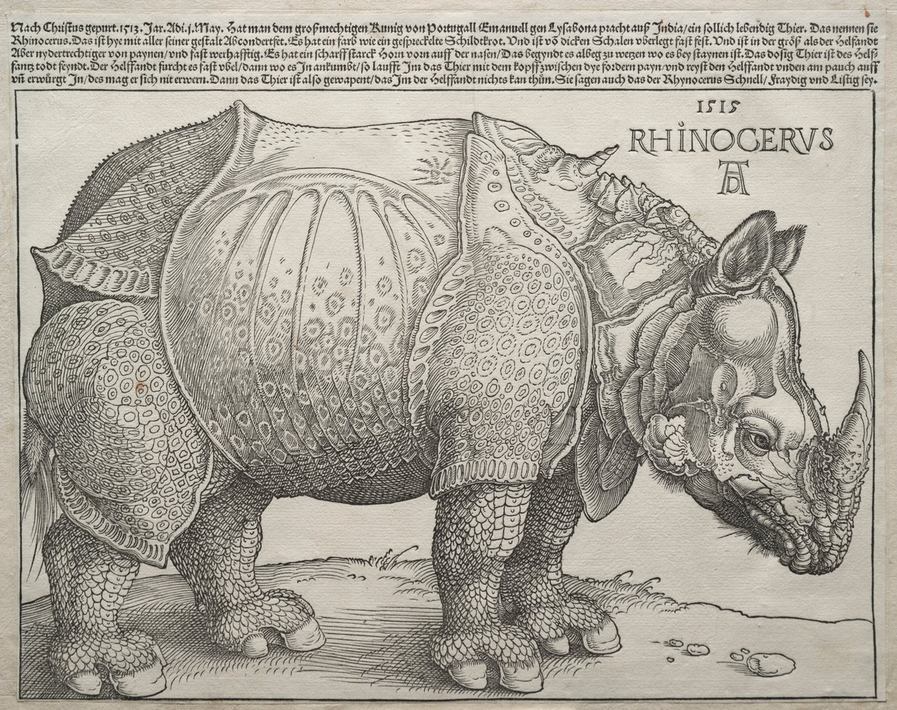 The Rhinoceros, 1515 by Albrecht Dürer