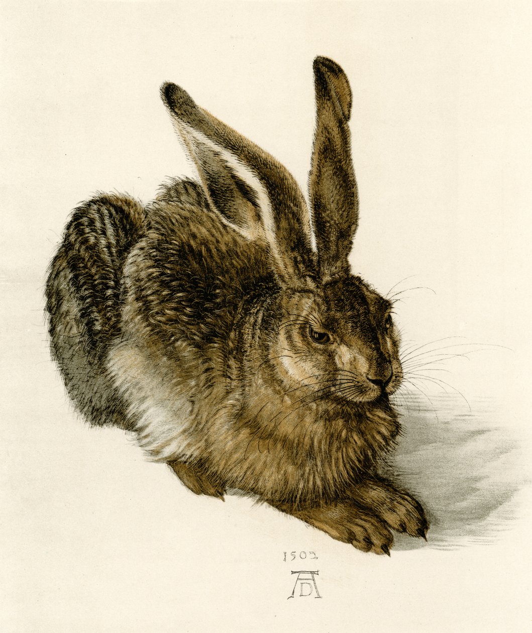 Young Hare by Albrecht Dürer