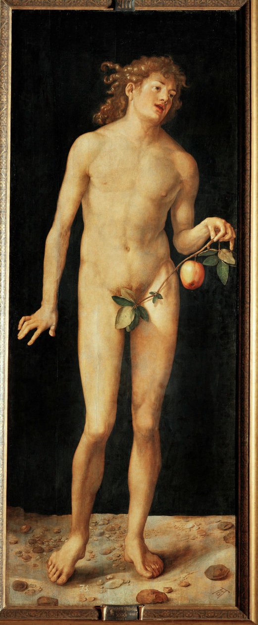 Adam by Albrecht Dürer or Duerer